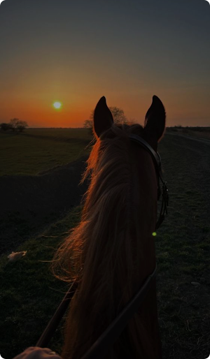Horse Wallpaper HD Screenshot 0