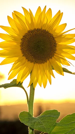 Sunflower Wallpaper Screenshot 0