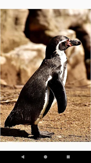 Beautiful Penguin Wallpapers Screenshot 3