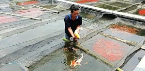 Panduan Budidaya Ikan Koi Screenshot 2