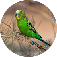 Budgerigar Bird Sounds
