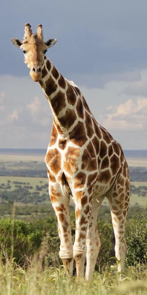 Giraffe Wallpapers Screenshot 2