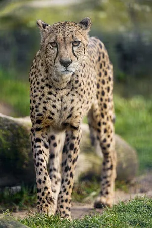 Cheetah Wallpapers HD Screenshot 1