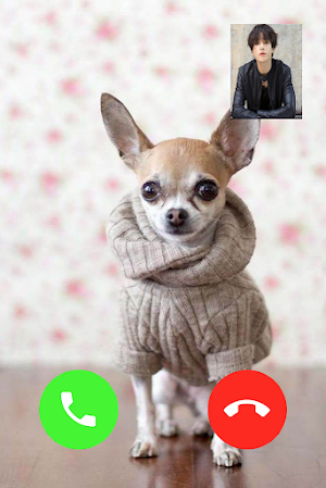 Chihuahua Dog Video Call Screenshot 1