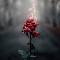 HD/4K flower background