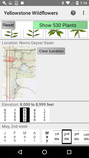 Yellowstone Wildflowers Screenshot 1