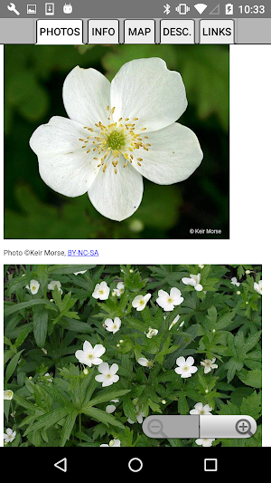 Ontario Wildflowers Screenshot 3