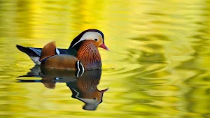 Mandarin Duck Wallpaper HD screenshot 3