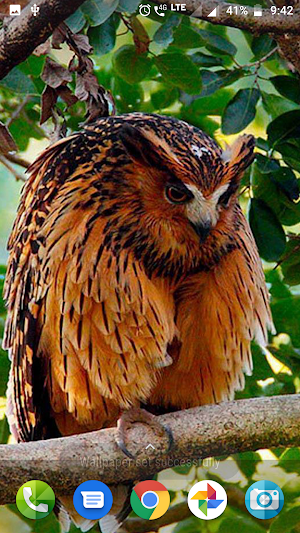 Cute Owl Wallpaper Screenshot 2