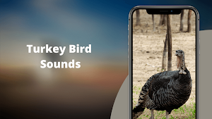 Turkey Sounds - Wild Turkey Calls Screenshot 0