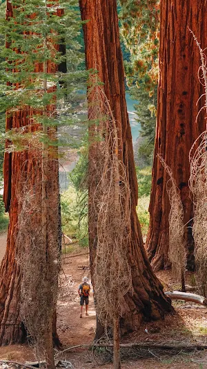 Yosemite National Park Screenshot 3
