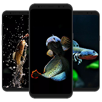 Channa Fish Wallpaper