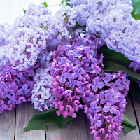 Lilac Wallpapers