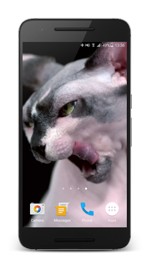 Sphynx Cat Live Wallpaper Screenshot 3