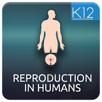 Reproduction in Humans