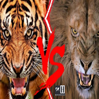 Lion vs Tiger : Animal Fight