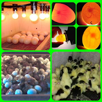incubation of eggs with hatching machines