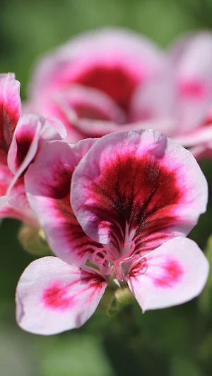 Geranium Wallpaper Screenshot 0
