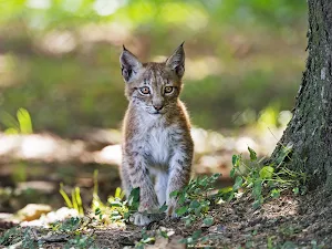 Lynx Wallpapers Screenshot 2