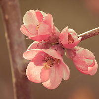 spring background