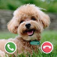 Call from cute Puppy Dog