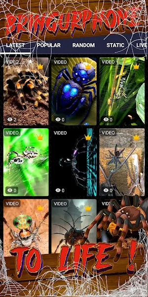 spider wallpaper Screenshot 1