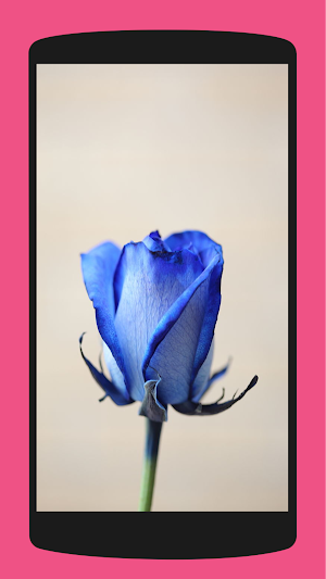 Aesthetic Roses Wallpaper 4K Screenshot 1