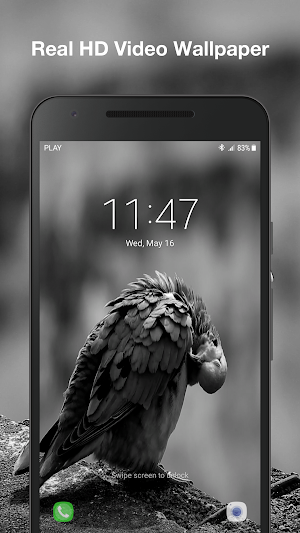 Real Bird Live Wallpaper Screenshot 3