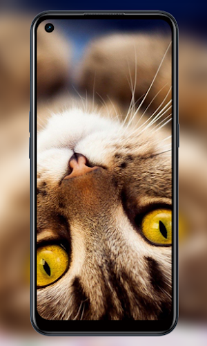 Wallpaper Cute cat 4K Screenshot 3