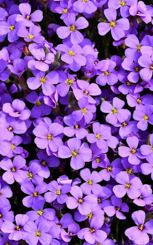 Beautiful Flowers Wallpapers Screenshot 2