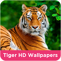 Tiger HD Wallpapers