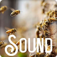 Bee Buzzing Sound Ringtones