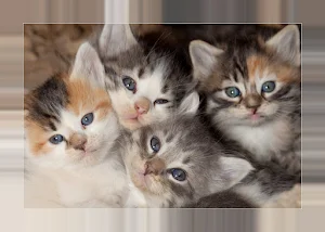 Cute kittens Images Screenshot 0