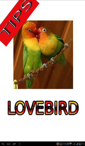 Tips Perawatan Burung Lovebird Screenshot 0