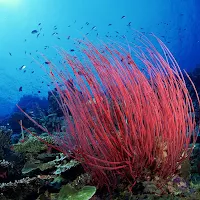 Coral Wallpapers