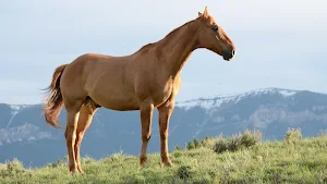 Wild horse wallpapers Screenshot 1