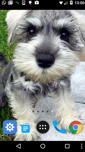 schnauzer wallpaper Screenshot 1