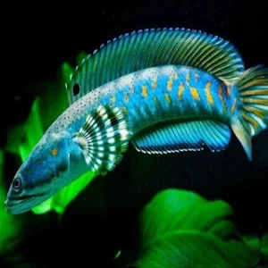 Ikan Channa Wallpaper HD Screenshot 3