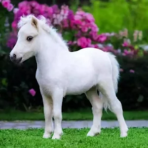 Ponies Screenshot 0