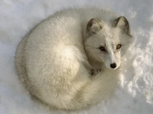 Arctic Fox Wallpaper HD Screenshot 0