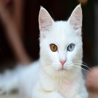 cat sound and funny video