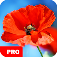 Poppy Wallpapers PRO