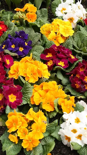 Primrose Wallpaper Screenshot 0