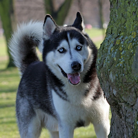 Husky Wallpapers 4K