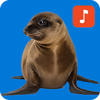 Seals & Sea Lion Ringtones