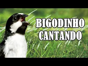Canto de Bigodinho Screenshot 0