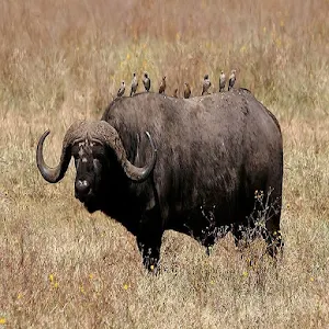 Buffalo Sounds Screenshot 1