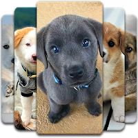 Puppy Wallpaper