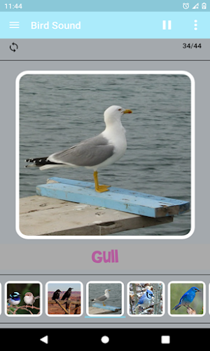 Bird Sound Screenshot 2
