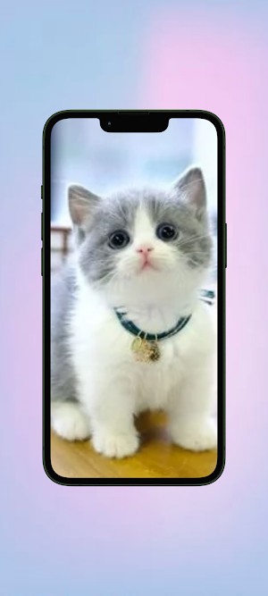 Kucing WalL Screenshot 0